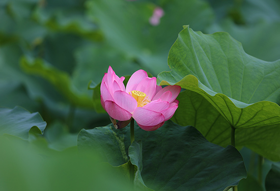 厭離穢土欣求浄土