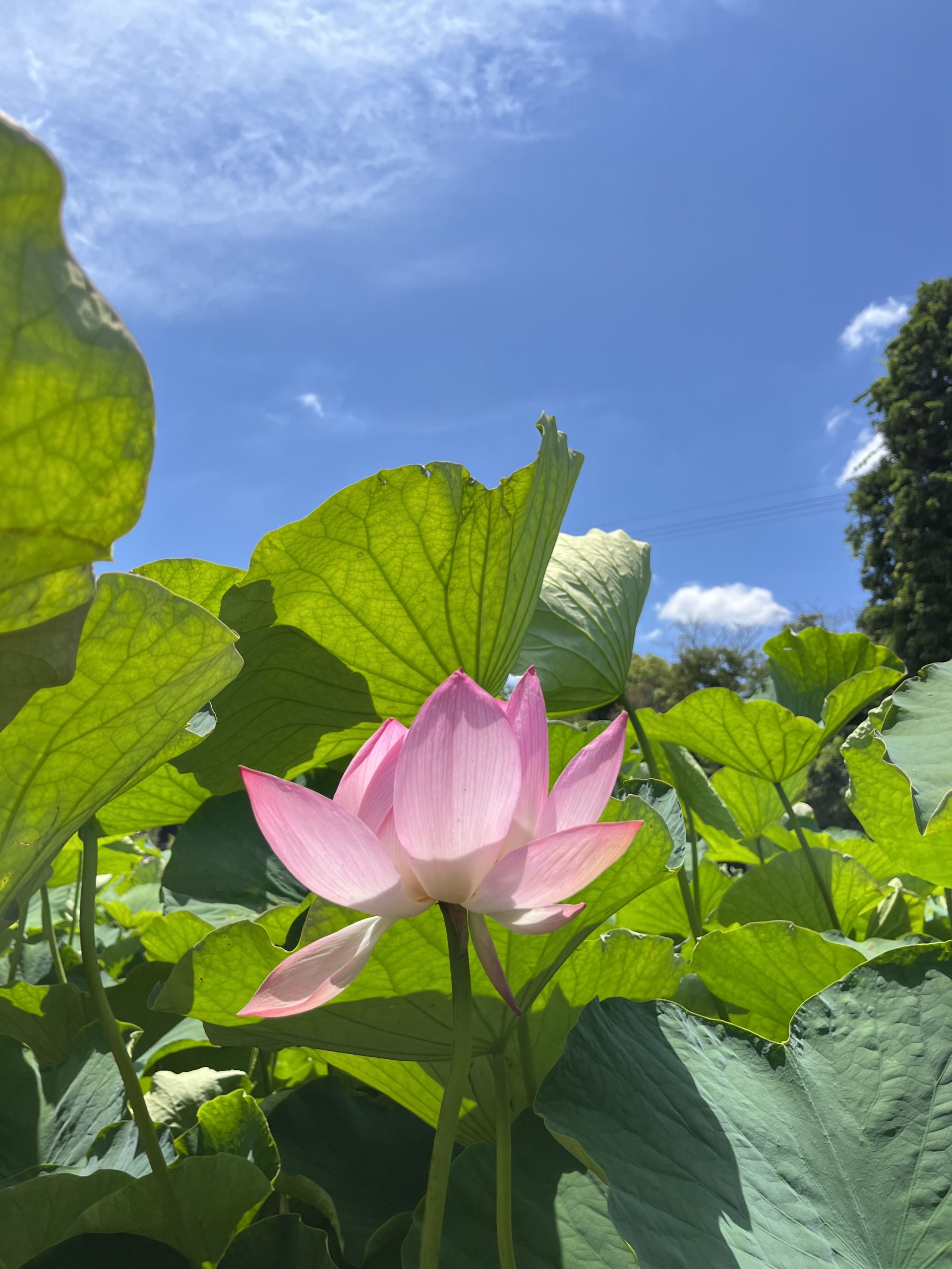 蓮の花、開花状況（R5.6.11開花）